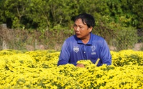 Nông dân Sa Đéc buồn bã vì cúc mâm xôi bung nở bất thường trước Tết