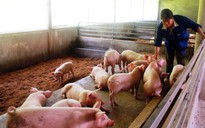 Chủ tịch UBND tỉnh Cà Mau có chỉ đạo "nóng" liên quan thực phẩm dịp Tết