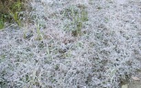 Miền Bắc có nơi rét đậm, rét hại dưới 10 độ C, đề phòng băng giá