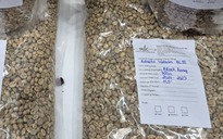 Giá cà phê hôm nay 2-1: Mốc 5.000 USD/tấn rất khó trở lại