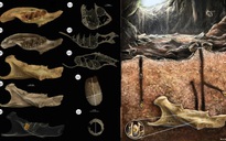 Phát hiện “hóa thạch lồng hóa thạch” có một không hai