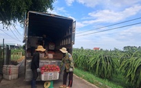 Thanh long nghịch vụ hút hàng, giá cao dịp cận Tết