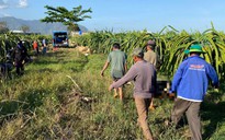 Người đàn ông tử vong trong vườn thanh long ở Lâm Đồng