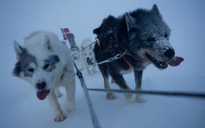 Điểm nóng xung đột ngày 26-1: Lực lượng tinh nhuệ bậc nhất Đan Mạch tại Greenland