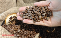 Giá cà phê hôm nay 25-1: Giá tăng 3 con số nhưng người trồng chỉ vui một nửa 