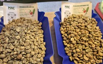 Giá cà phê hôm nay 29-1: Bốc hơi 3 con số