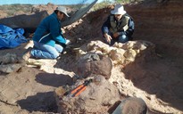 Phát hiện loài quái vật mới dài tận 12 m