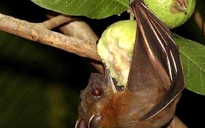 Bộ Y tế cảnh báo nguy cơ lây virus Nipah qua thực phẩm