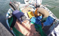 Ruốc biển dày đặc ven bờ, ngư dân Quy Nhơn “hốt bạc” sau vài giờ ra khơi