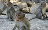 Thông tin nổi bật tại TPHCM ngày 30-1