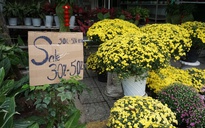 Chung tay “giải cứu” cúc mâm xôi nở sớm trước Tết