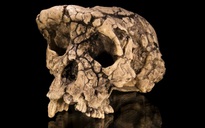 Hài cốt bí ẩn này có thể là tổ tiên sớm nhất của loài người