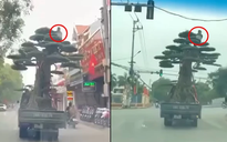 Lái xe chở người ngồi vắt vẻo trên ngọn cây cảnh bị phạt 39 triệu đồng
