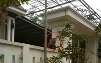 Khỉ đuôi lợn tấn công, người phụ nữ phải khâu 15 mũi