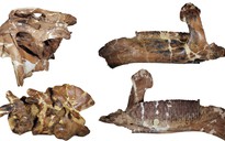 Quái vật dài 12 mét làm giới khoa học "lạc lối" hơn 100 năm