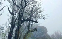 Đỉnh Phja Oắc ở Cao Bằng xuất hiện băng giá