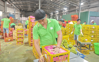 Việt Nam sắp dẫn đầu về xuất khẩu sầu riêng