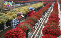 Rộn ràng hoa Tết