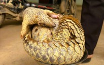 Hai con vật quý hiếm trong sách đỏ đi lạc vào nhà dân