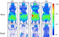 Con người thực sự đang phát sáng và sẽ tối lại sau khi chết
