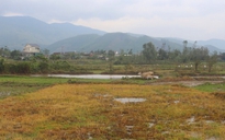 Ruộng ở Quảng Trị bỗng cháy vàng loang lổ: Chuyện gì đang xảy ra?