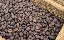 Giá cà phê hôm nay 9-1: Đồng loạt giảm