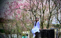 Quang Dũng, Hồng Nhung biểu diễn trong Lễ hội Mai anh đào Đà Lạt