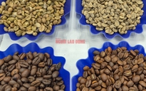 Giá cà phê hôm nay 1-2: Nông dân chờ giá lên