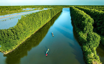 Cua biển Cà Mau liên tục tăng giá