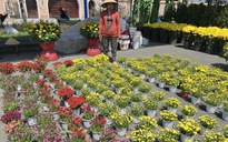 VIDEO: Hoa, kiểng Tết giá bình dân hút khách tại miền Tây