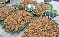 Giá cà phê hôm nay 11-2: Giảm mạnh trước dự báo Brazil được mùa lớn