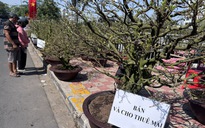 Tết này, cho thuê mai không còn “hốt bạc”