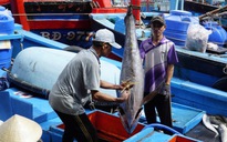 Trúng đậm cá ngừ đại dương, ngư dân Gia Lai vui Tết lớn