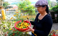 Cuộc thi "Tết xanh": Mứt quật nhà làm - hương Tết xanh còn mãi