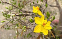 Một mùa Tết được định giá trong vườn mai