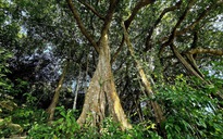 Dưới tán cây đa nghìn năm ở Sơn Trà, du khách nghe rừng "kể chuyện"