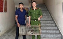 Vĩnh Long: Phát hiện mèo rừng quý hiếm, người dân liền giao nộp công an