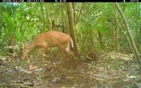 Phát hiện bất ngờ về các loài động vật quý hiếm ở Mỹ Sơn – Đà Nẵng