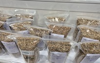 Giá cà phê hôm nay 27-2: Đi lùi, thị trường sắp cân bằng?