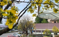 Rực rỡ phố mai vàng ở giao lộ sầm uất nhất nhì xứ Huế