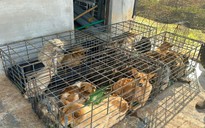 Vụ trộm 5.200 con chó, thu lợi bất chính 2,6 tỉ đồng: Công an phát thông báo mới