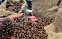 Giá cà phê hôm nay 11-3: Đồng loạt giảm giá, Indonesia sắp bước vào thu hoạch