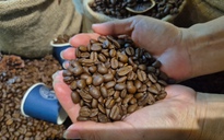 Giá cà phê hôm nay 12-3: Bốc hơi 3 con số bất chấp Brazil xuất khẩu giảm gần 23%