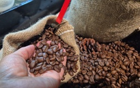 Giá cà phê hôm nay 13-3: Điều gì khiến Robusta và Arabica bật tăng rất mạnh?