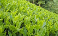 Nhật ký của trà