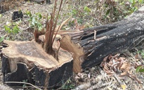Gia Lai chỉ đạo xử lý nghiêm vụ phá rừng vùng biên giới