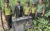 CLIP: Trăn gấm bò vào khu dân cư ở Đà Nẵng