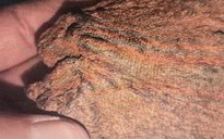 Nhờ bạn thẩm định trầm hương, người đàn ông ở Gia Lai "chết lặng"