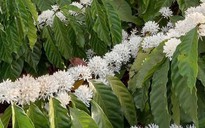 Hương cà phê trong tôi