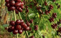 Vàng đen nơi quê ngoại